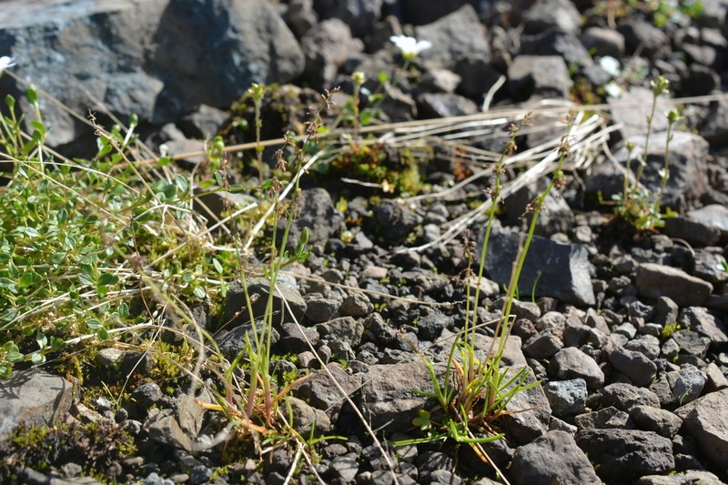 Snow Grass photo 5