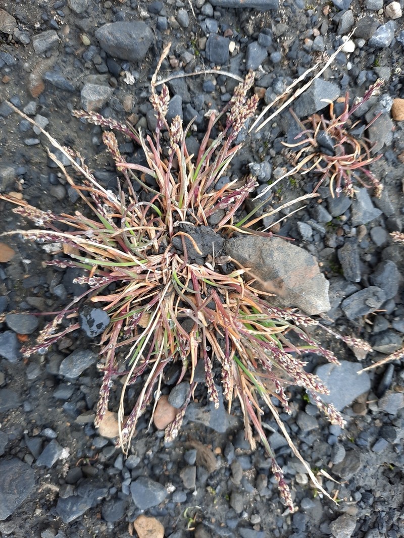 Snow Grass photo 6