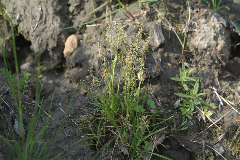 Snow Grass photo 7