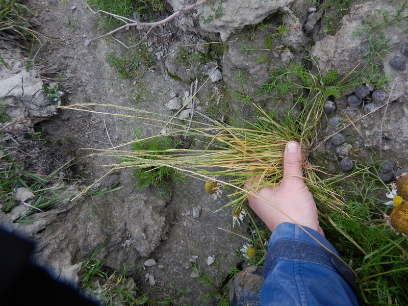 Snow Grass photo 8