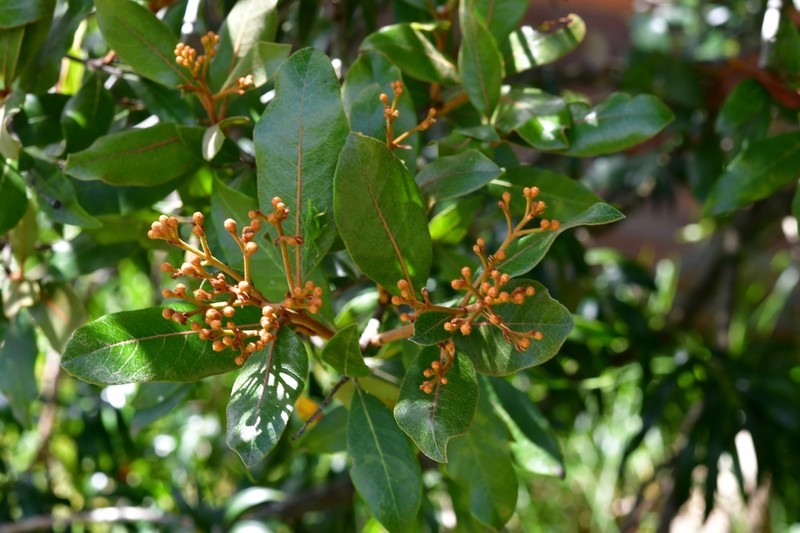 Phippsiomeles matudae