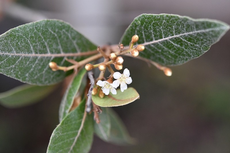Phippsiomeles matudae photo 2