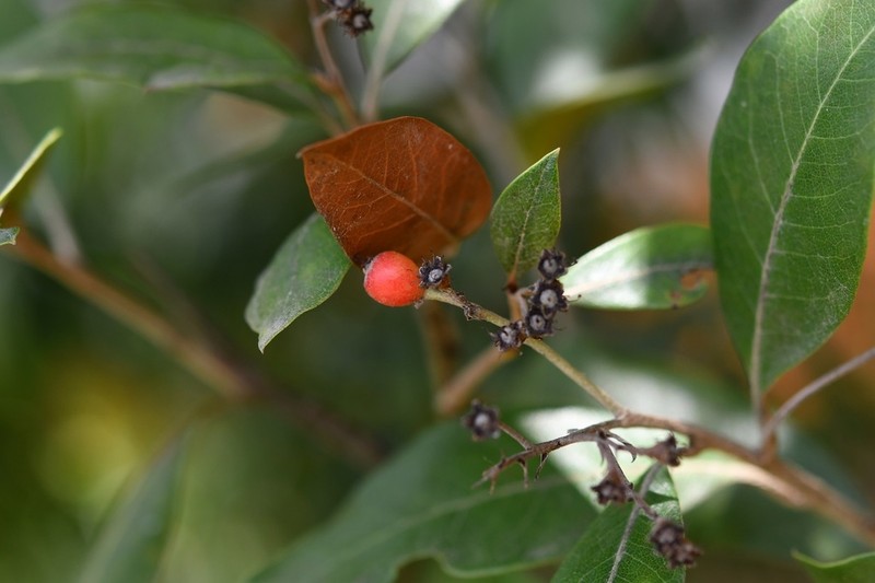 Phippsiomeles matudae photo 3