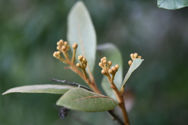 Phippsiomeles matudae photo 6