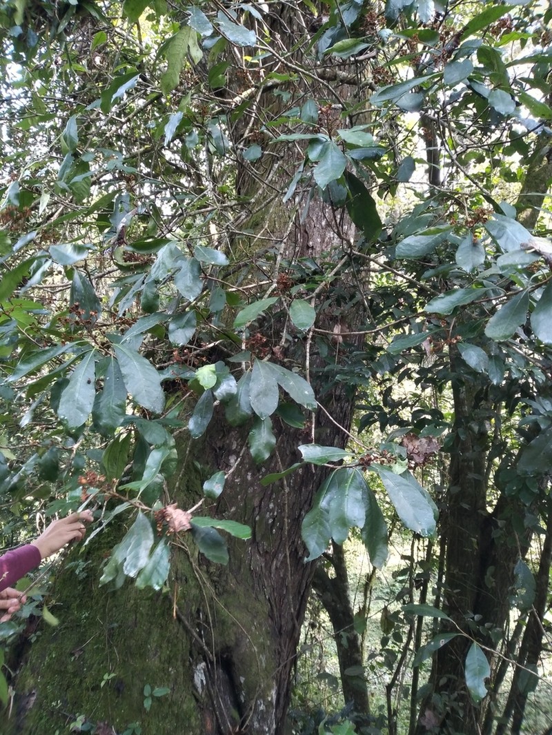 Phippsiomeles mexicana