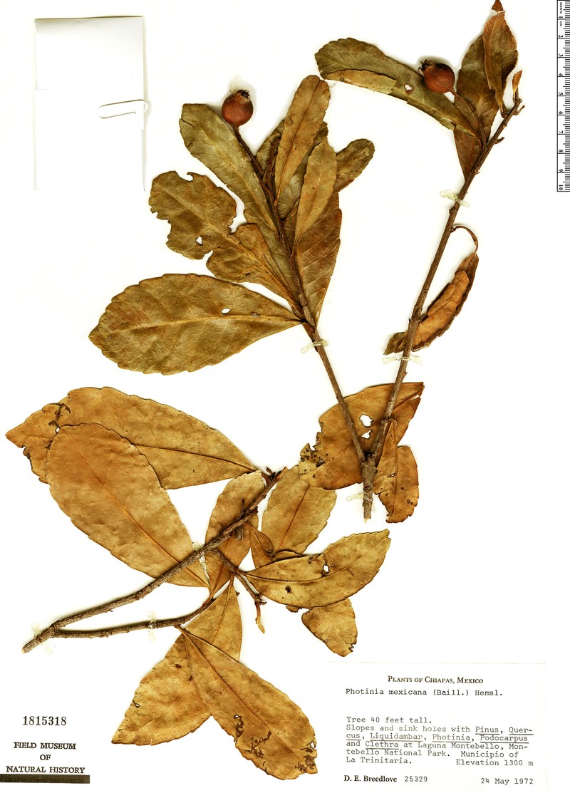 Phippsiomeles mexicana photo 2