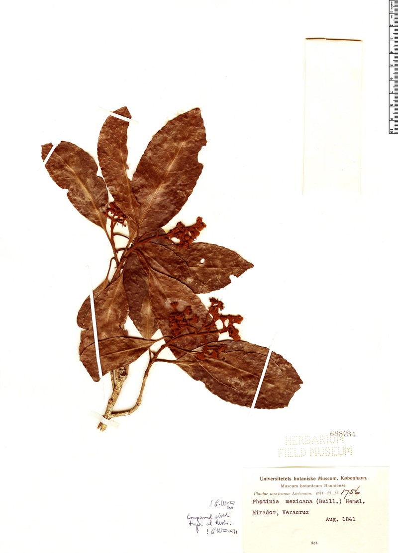 Phippsiomeles mexicana photo 3