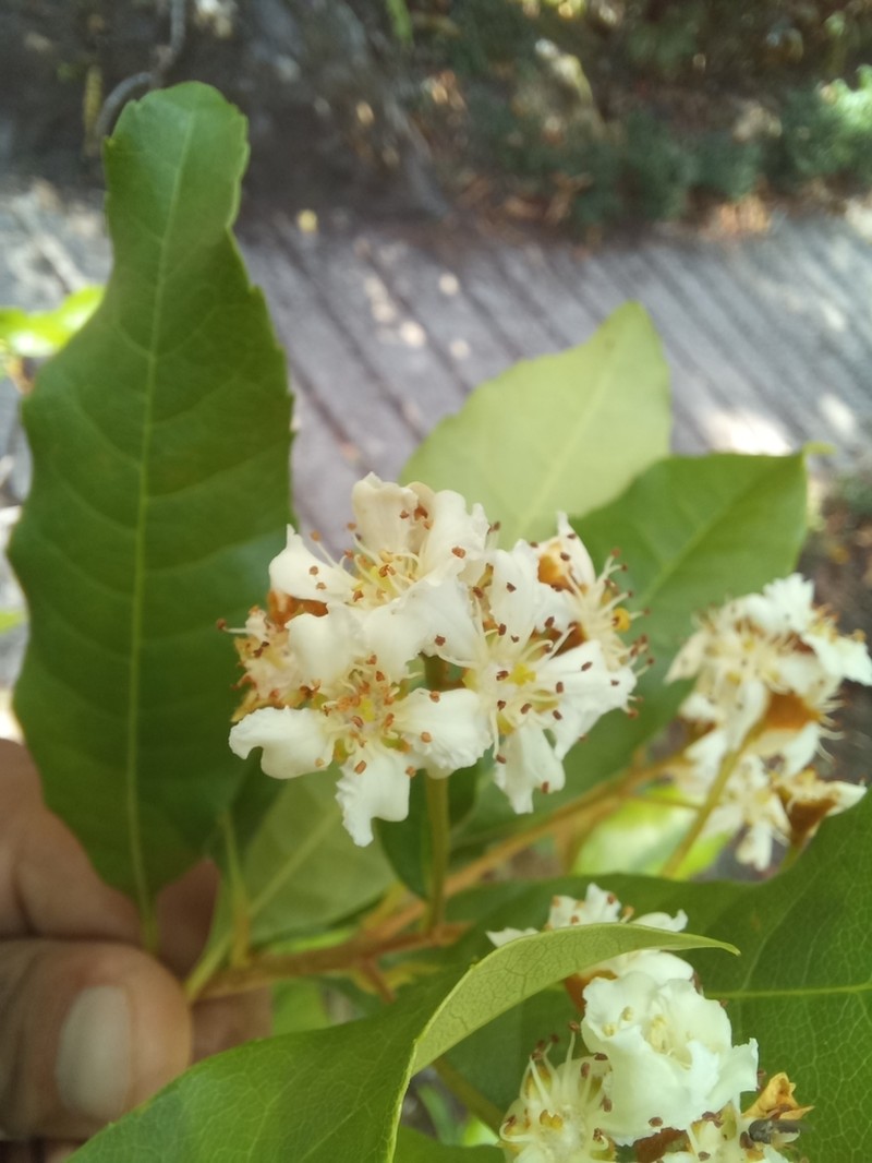 Phippsiomeles microcarpa photo 2