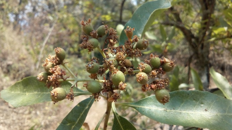 Phippsiomeles microcarpa photo 3