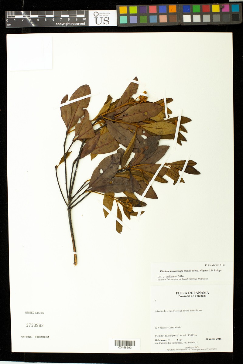 Phippsiomeles microcarpa subsp. elliptica