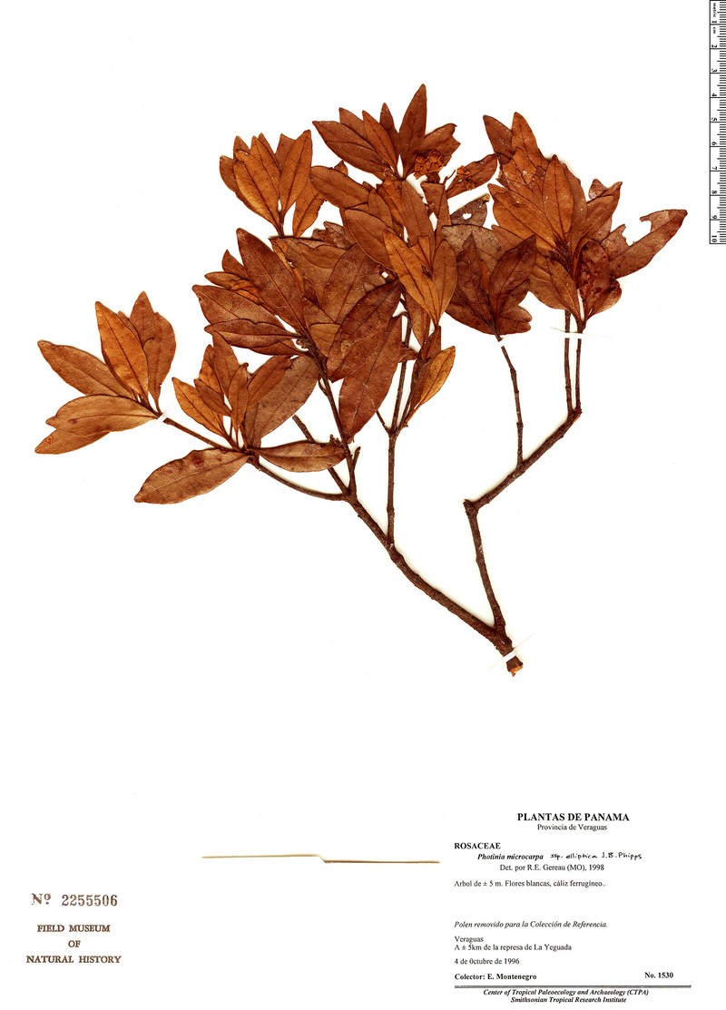 Phippsiomeles microcarpa subsp. elliptica photo 2
