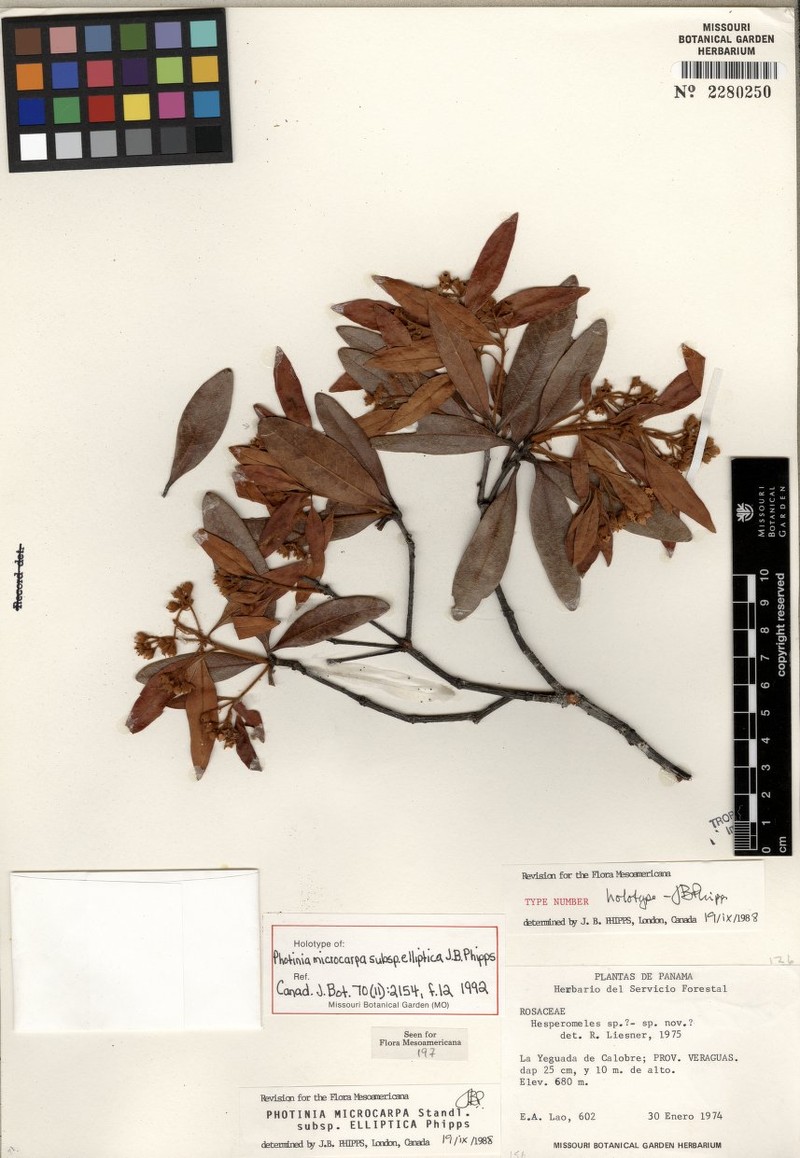 Phippsiomeles microcarpa subsp. elliptica photo 3