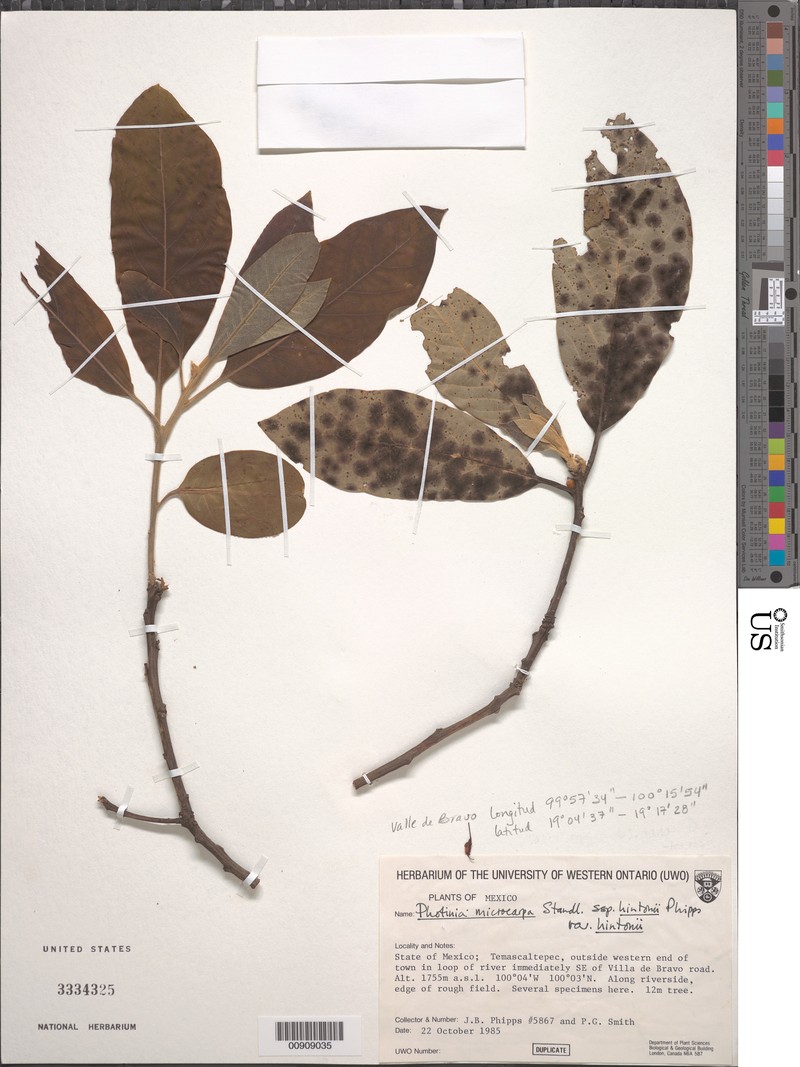 Phippsiomeles microcarpa subsp. hintonii