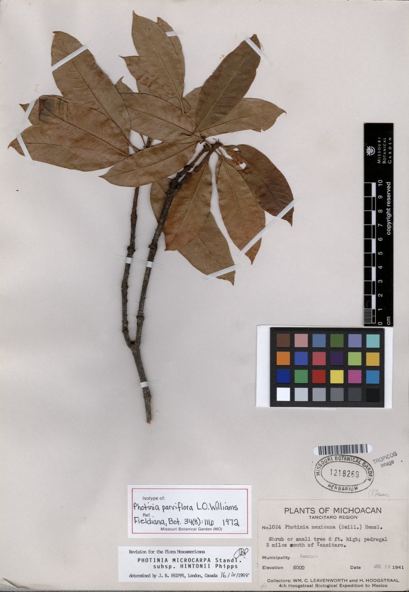 Phippsiomeles microcarpa subsp. hintonii photo 2