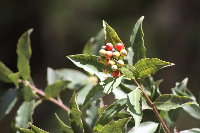 Phippsiomeles microcarpa subsp. microcarpa