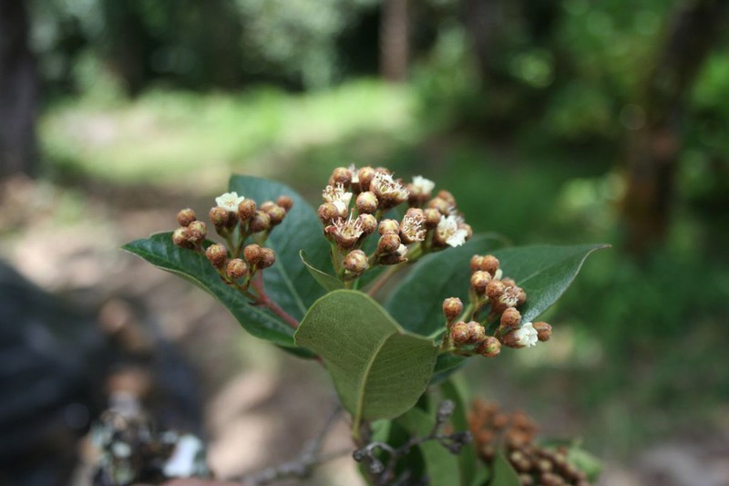 Phippsiomeles microcarpa subsp. microcarpa photo 2