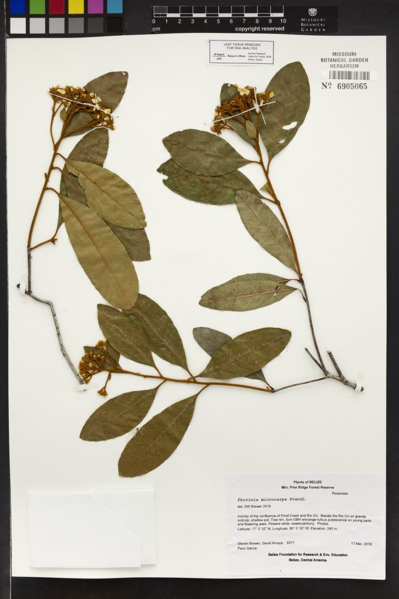Phippsiomeles microcarpa subsp. microcarpa photo 3