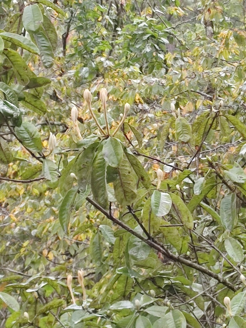 Phippsiomeles oblongifolia