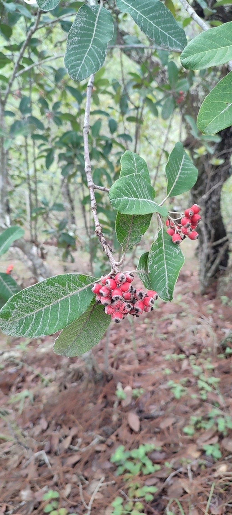 Phippsiomeles oblongifolia photo 3