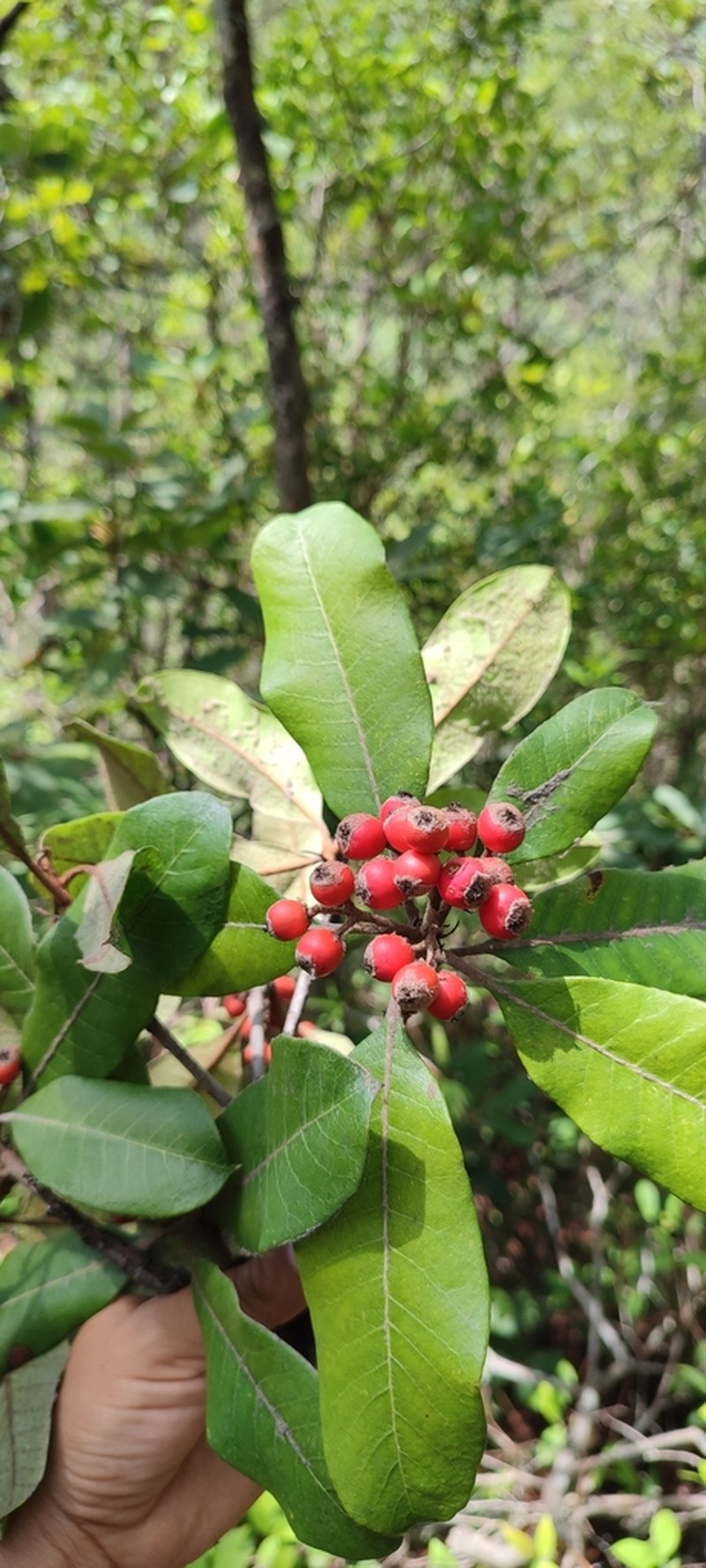 Phippsiomeles oblongifolia photo 4