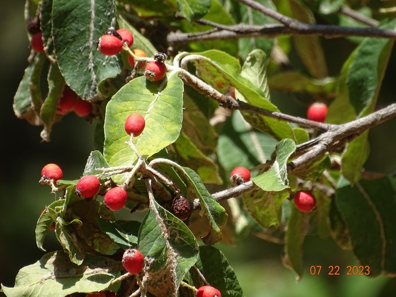 Phippsiomeles oblongifolia photo 5