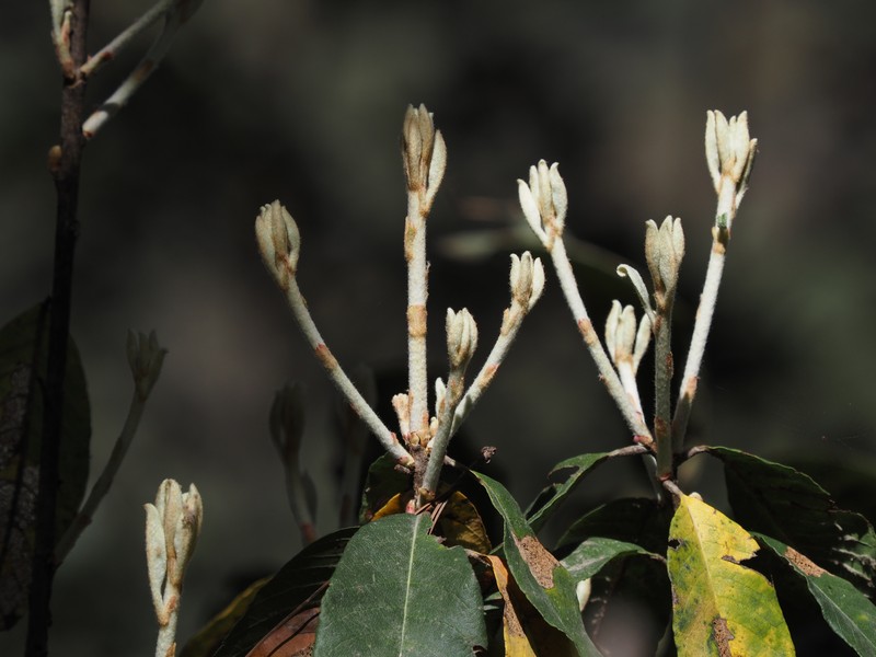 Phippsiomeles oblongifolia photo 6
