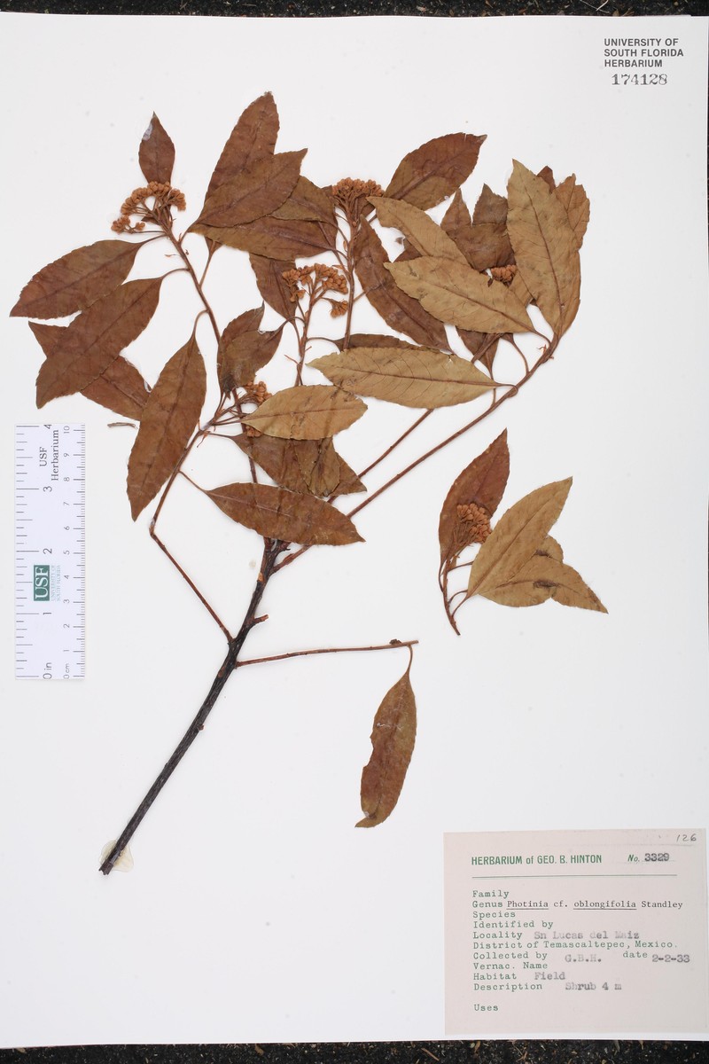 Phippsiomeles oblongifolia photo 7