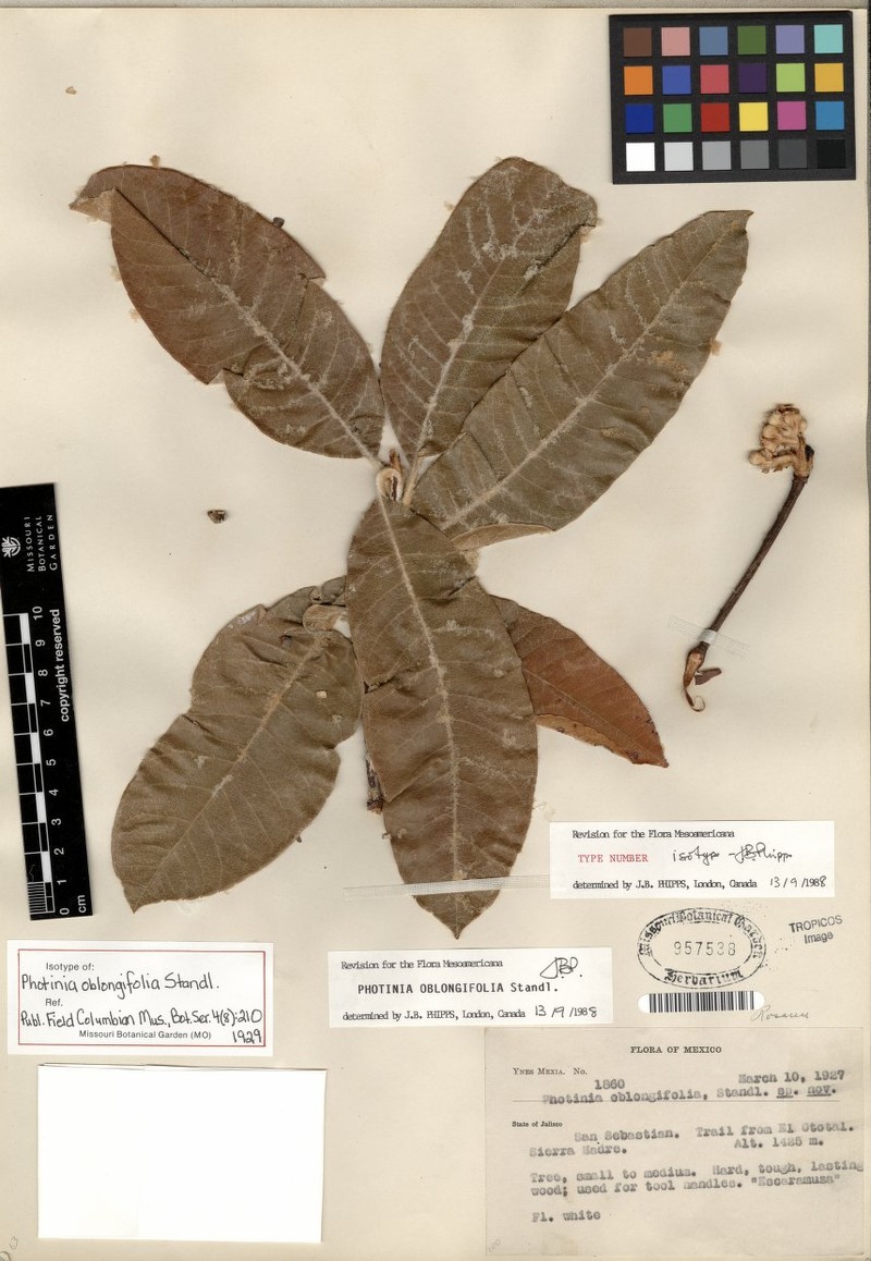 Phippsiomeles oblongifolia photo 8