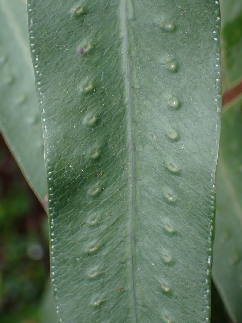 Golden Polypody photo 3