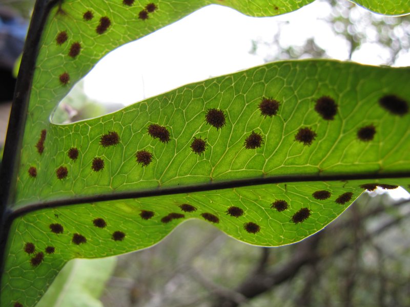 Golden Polypody photo 5