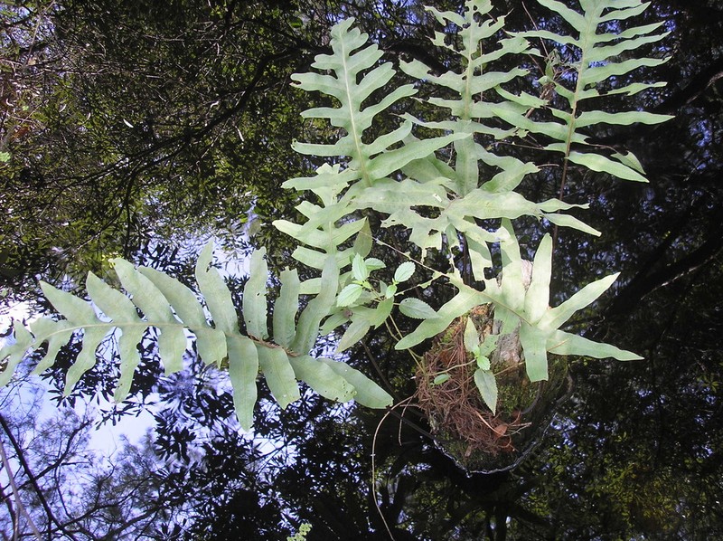 Golden Polypody photo 6