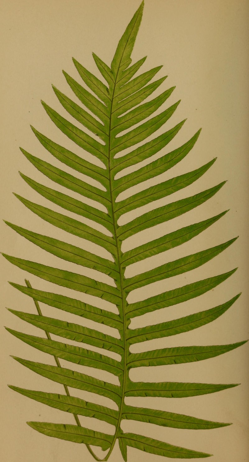 Creeping Golden Polypody photo 2
