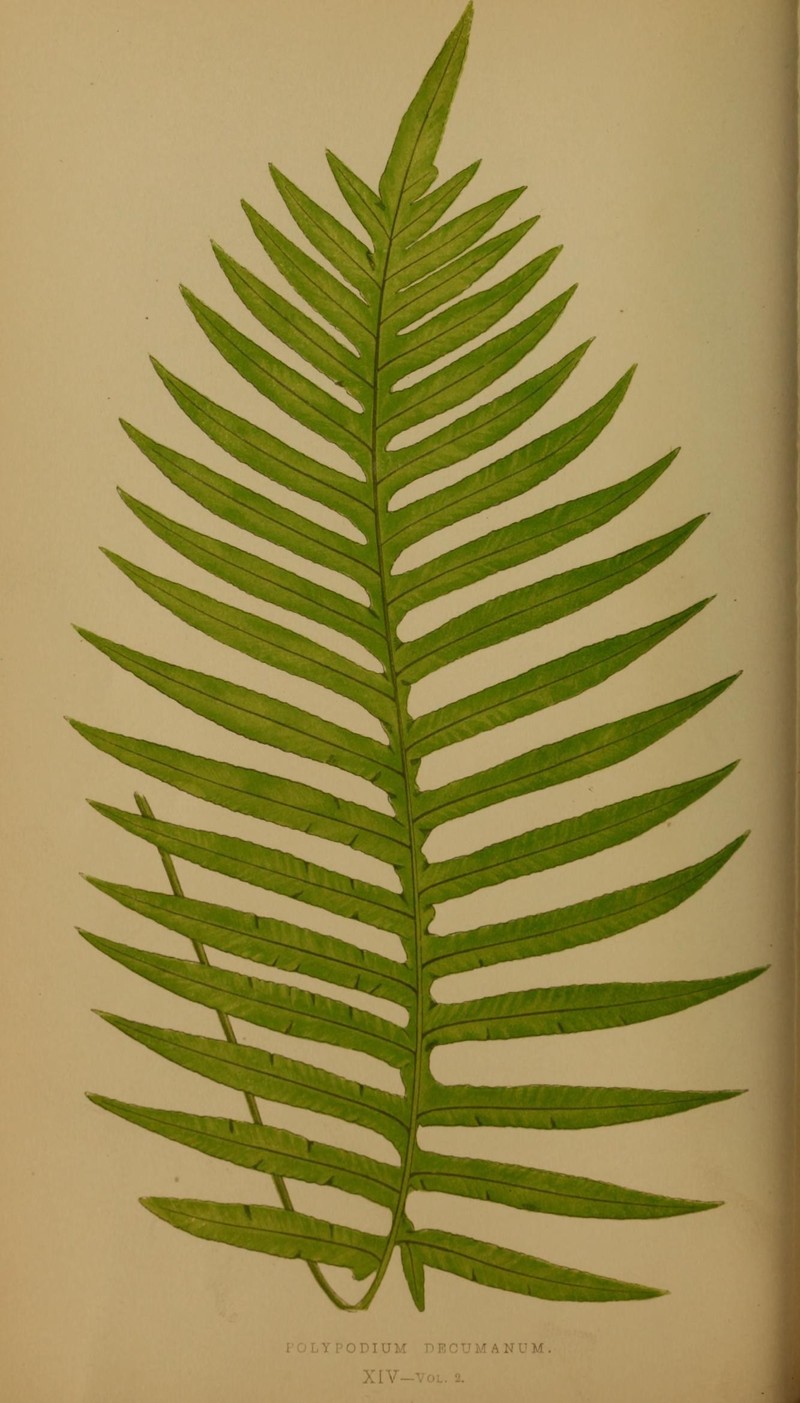 Creeping Golden Polypody photo 3