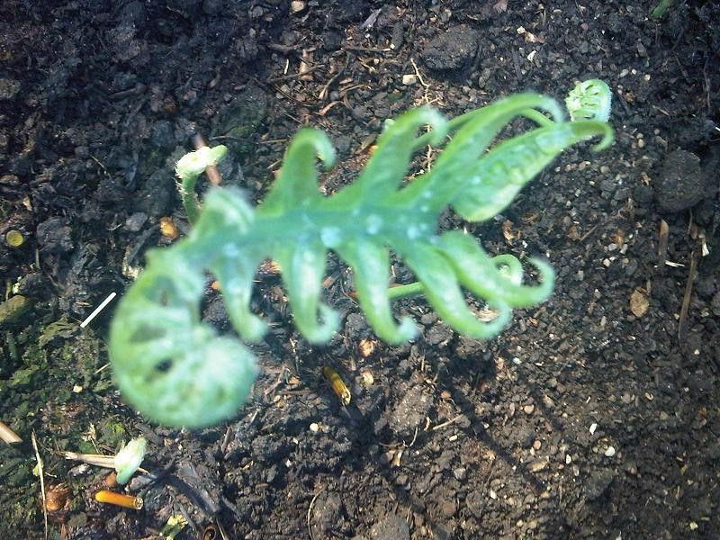Creeping Golden Polypody photo 4