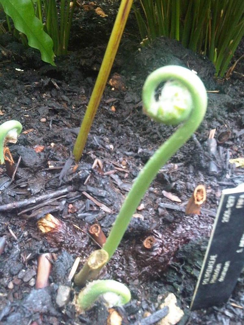 Creeping Golden Polypody
