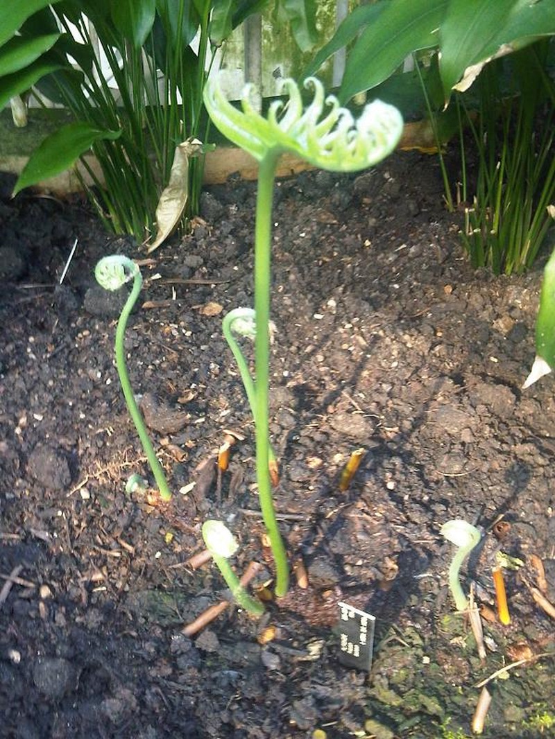 Creeping Golden Polypody photo 5