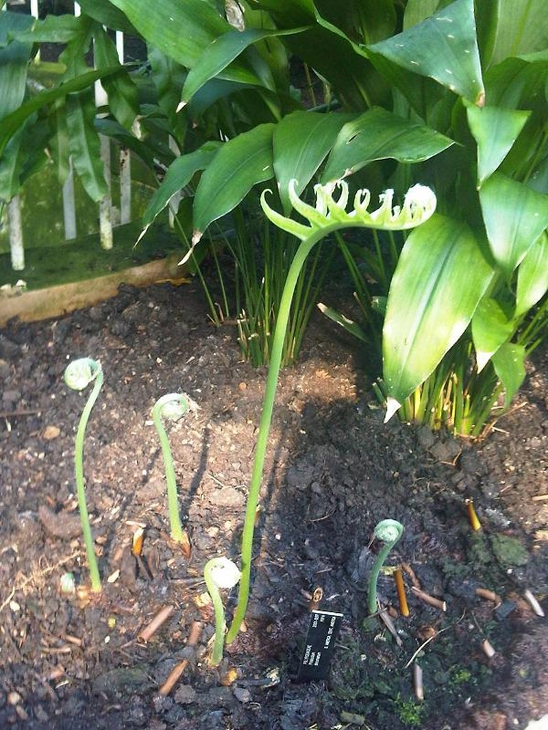 Creeping Golden Polypody photo 6