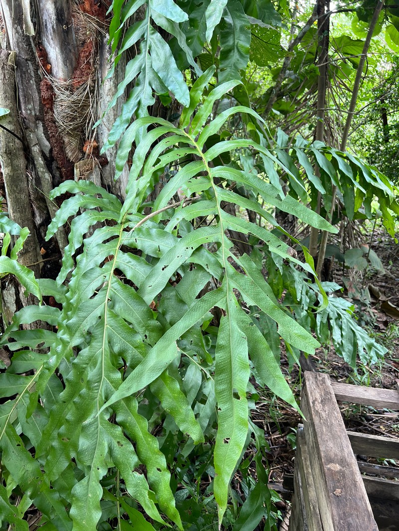 Creeping Golden Polypody