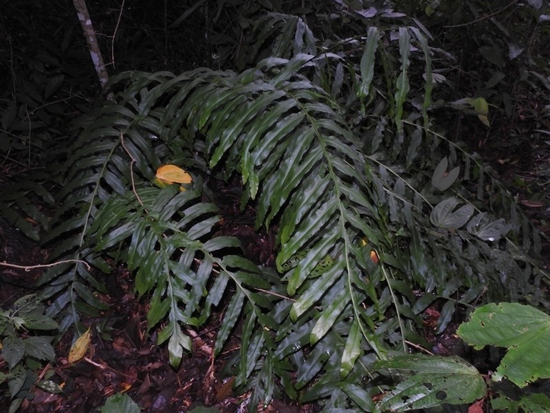 Creeping Golden Polypody photo 2