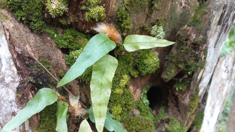 Creeping Golden Polypody photo 3