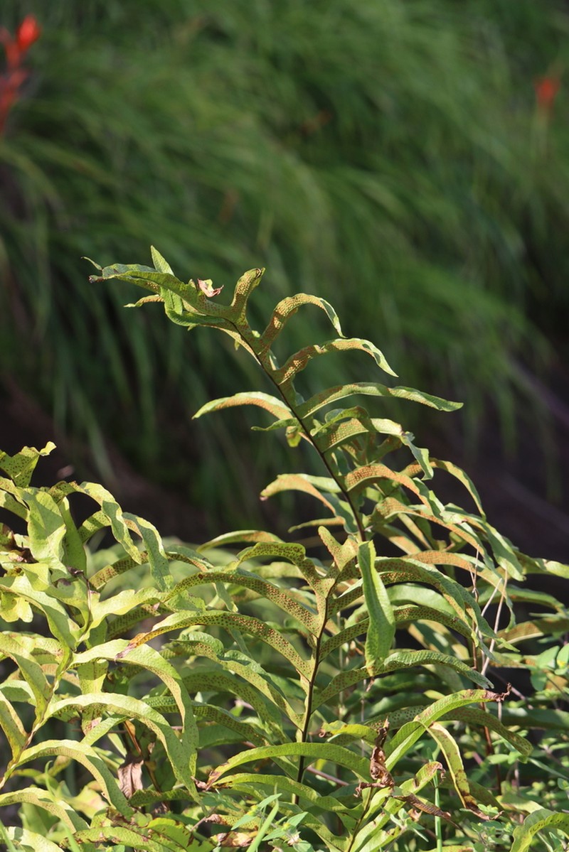 Creeping Golden Polypody photo 4