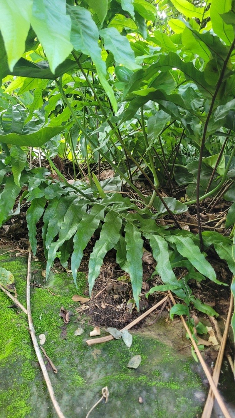 Creeping Golden Polypody photo 5