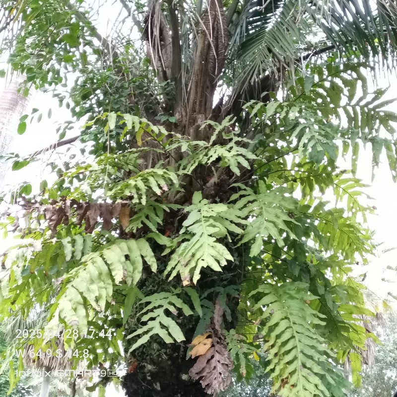 Creeping Golden Polypody photo 6