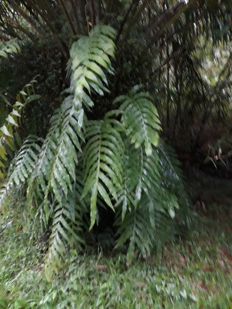 Creeping Golden Polypody photo 7