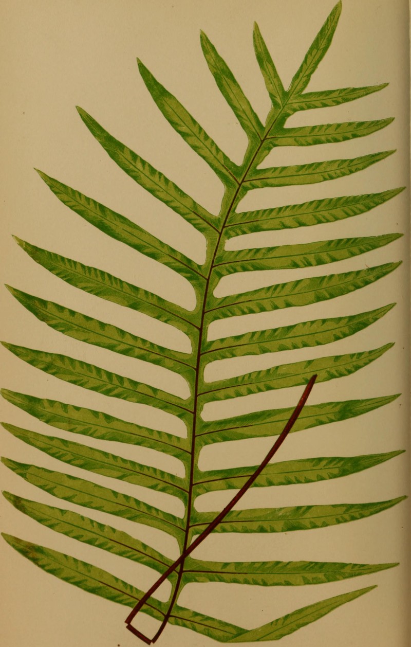 False Golden Polypody photo 3