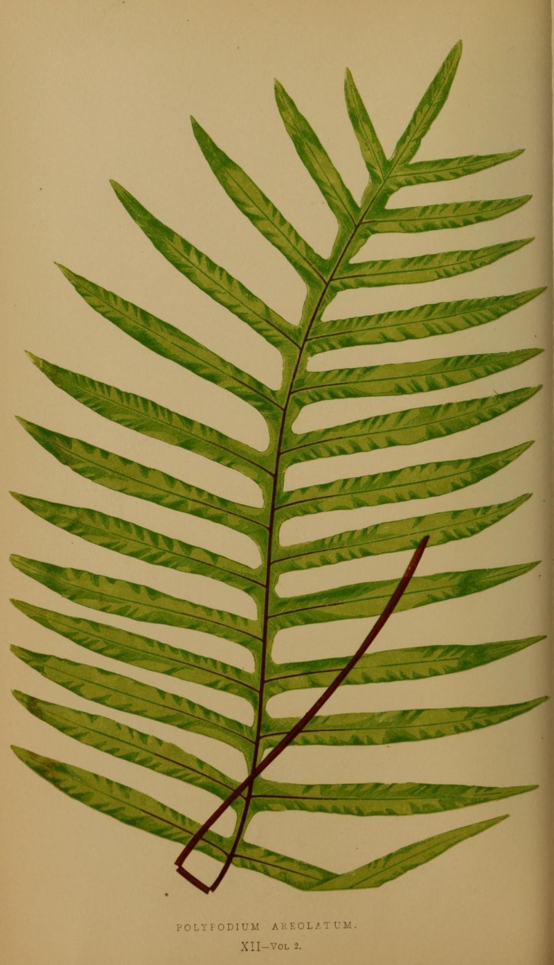 False Golden Polypody photo 4