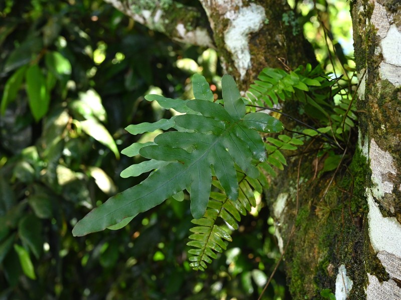 False Golden Polypody photo 2
