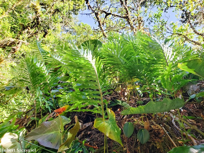 False Golden Polypody