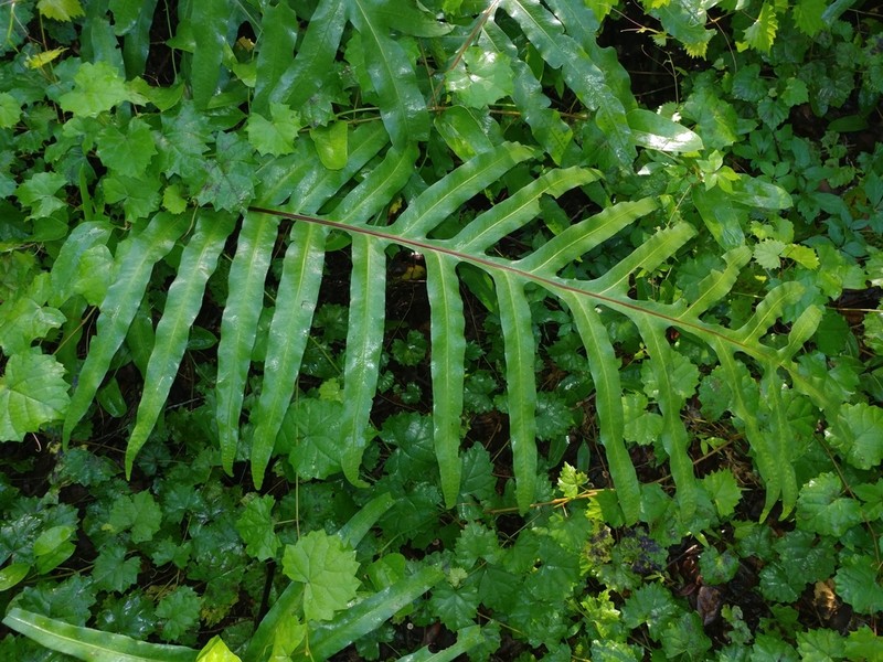 False Golden Polypody photo 2