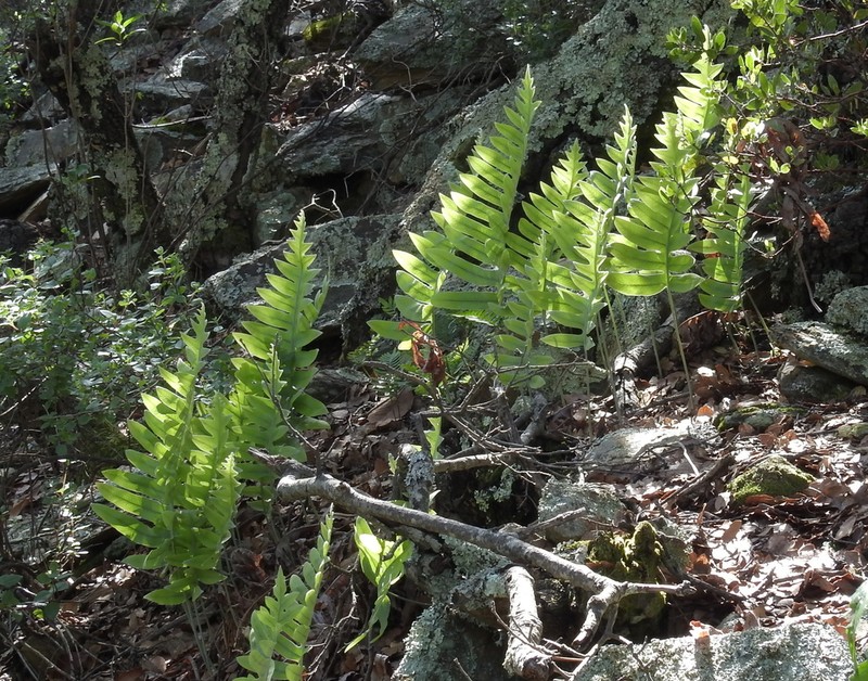 False Golden Polypody photo 3